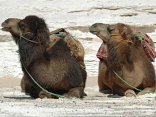 Kameltouren / Meharees, gypten: Karawane Weisse Wste - Ein Kamelpaar