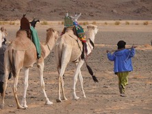 Kameltouren / Meharees, Algerien: Kamel-Karawane am Tassili-Plateau - Die Kamele folgen dem Fhrer