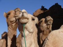 Kameltouren / Meharees, Algerien: Kamel-Karawane am Tassili-Plateau - Kssende Kamele