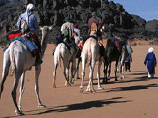 Kameltouren / Meharees, Algerien: Kamel-Karawane am Tassili-Plateau - Die Kamele folgen den Fhrern